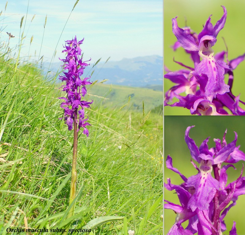 Monti della Laga, N.widderi, P.albida var. tricuspis e altre orchidee 27 giugno 2015